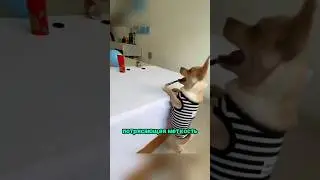 Собачка стреляет резинками 😊