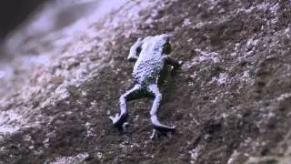 Pebble toad rollover - Natures Greatest Dancers: Episode 2 Preview - BBC One