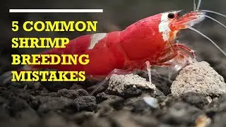 5 Common Shrimp Breeding Mistakes