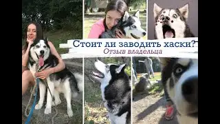 Сибирский хаски: мнение владельца/ Трудности содержания хаски/Хаски и дети/Стоит ли заводить хаски?