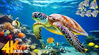 Under Red Sea 4K - Beautiful Coral Reef Fish in Aquarium, Sea Animals for Relaxation - 4K Video