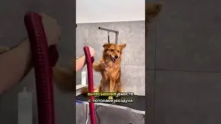 🦊ДЕНЬ В ГРУМИНГ-САЛОНЕ//МОЮ ЛИСУ 