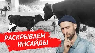 Одна из лучших ферм в России по воспроизводству