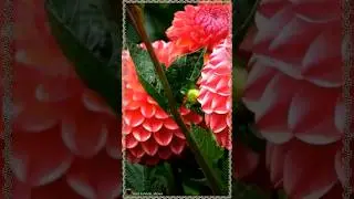 Георгины и пожелание 