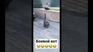 Накормил кота протеином 😂 