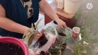 В попытке зацвести.Пересадки.
