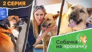 СОБАЧКА НА ПРОКАЧКУ 2 серия: Первые шаги в дрессировке | Новые процедуры | Груминг и многое другое