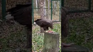 ХИЩНАЯ ПТИЧКА! 