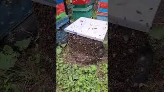 пчелы весят бородой