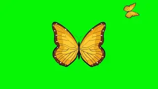 Butterfly Green Screen Animation Video Non Copyright