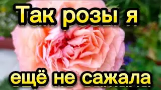 Сажаю розы, подкормила хризантемы 🌺