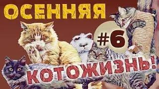 ОСЕННЯЯ КОТОЖИЗНЬ! 🍁 6 СЕРИЯ - 27.10 - 1.11.2018