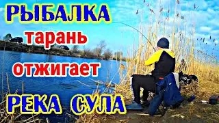 КЛЕВАЯ РЫБАЛКА река Сула Плотва как с пулемета клюет На фидер и удочку ТАРАНЬ ЛЯЩ СИНЕЦ 
