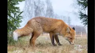 Заповедник Брянский лес