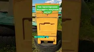 Как гарантировано подсадить покупную матку? #пчеломатки #подсадкаматки #пчеловодство #отводок