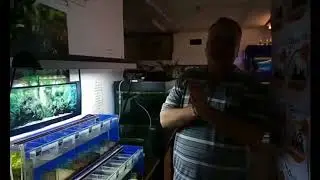 Душевный магазин Дмитрия Кашкарова. Стрим от 02.08.2017