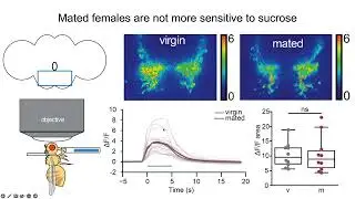 [Meghan Laturney] How the neuroendocrine circuit that regulates sugar feeding in mated females