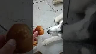 Мопс, стимулирующий аппетит