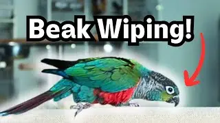 Parrot Beak Wiping - Why do birds wipe and rub their beaks | BirdNerdSophie