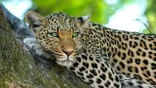 Звуки леопарда # leopard sound