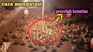 (4) Sederhana, Cara  Menekan tingkat kematian DOD BEBEK