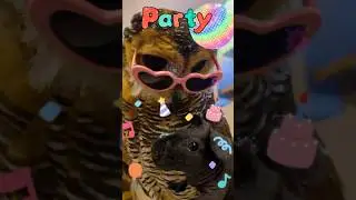 Come to Bibib’s Party‼️ #funnyanimals #funnyvideo #animals #funny #cute #pets #cuteanimals