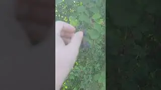 Моя родина (полностью здесь ⬆️)