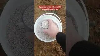 2 yaşında kayısı fidanına 200 gram gübre verilmesi 