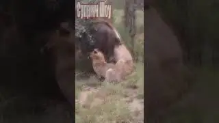 Львы Валят Буйвола