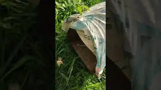 Матка с роем заходит в новое жилье