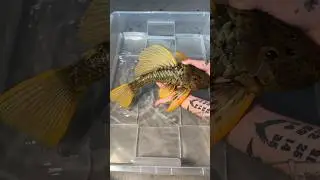 Giant Plecos @ZOOBOXde