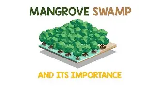 Mangrove and Swamp | Animation