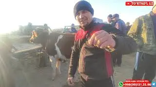 24.10.2021 ТУРТКУЛЬ МОЛ БОЗОР НАРХЛАРИ| 24.10.2021 TURTKUL MOL BOZOR NARXLARI