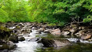 Deep Forest Mountain Stream flowing. Relaxing Water Sounds-No Birds. 4k River White Noise to Sleep.