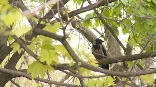 В Рязани появились агрессивные вороны