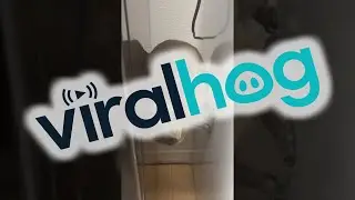 Cape Hyrax Descends Down Refrigerators || ViralHog