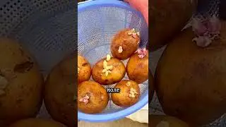 Как вырастить большой урожай картошки на 2кв метрах 