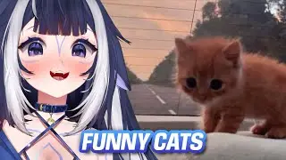 Shylily Reacts to Funny Car Video