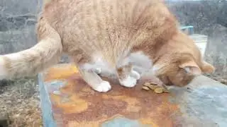 Лень - Батюшка | Лень! | Снимаю, но не пишу | 686. 00