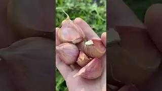Как и когда сажать чеснок!  #огород #дача #чеснок #сад