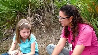 Gopher Tortoise