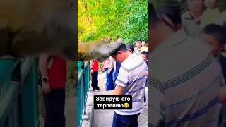 Терпения сила 🤣🔥 #смешно #приколы #смешные #смешныевидео #макака #животные #угар #лол