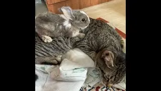 The Unlikeliest Friendship: A Cat's Affection for a Rabbit