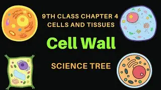 The Surprising Truth About Cell Walls |Hidden World of Cells