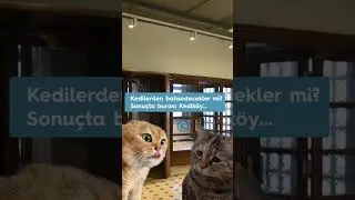 Yakında Kediköy Kent Müzesi açılıyor duydunuz mauuv? 😺