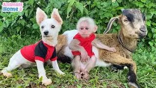 BiBi monkey with goat and puppy plays happily in the mountain