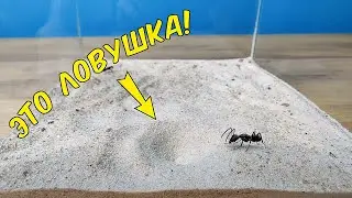 ЗВЕРСКАЯ БИТВА МУРАВЬЯ И МУРАВЬИНОГО ЛЬВА!