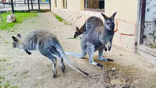 Cute Kangaroos in the Zoo