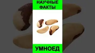 Ешьте Бразильские Орехи для Снижения Холестерина | Доктор Майкл Грегер