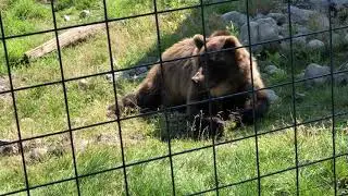 Grizzly bears at BC wildlife park (Kamloops)